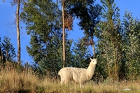 unser erstes Lama in Südamerika